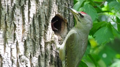 nest240615-1_Picus_canus_2024-0615videokadr3