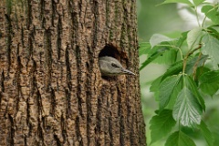nest240615-1_Picus_canus_2024_0615_1520-2