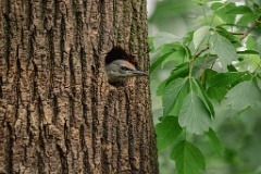 nest240615-1_Picus_canus_2024_0615_1714
