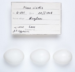 eggs_apart_Picus_viridis201009271338