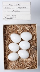 eggs_museum_Picus_viridis201009271337
