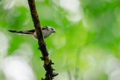 Aegithalos_caudatus_2024_0615_1321