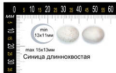 collection_eggs_Aegithalos_caudatus201009271444