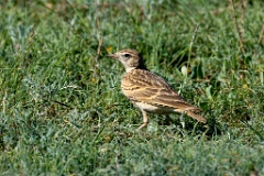 0_Calandrella_brachydactyla_2024_0423_0854-4