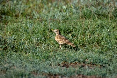 Calandrella_brachydactyla_2024_0423_0854-3