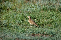 Calandrella_brachydactyla_2024_0423_0854