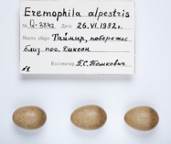 eggs_apart_Eremophila_alpestris201009271650