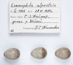 eggs_apart_Eremophila_alpestris201009271655