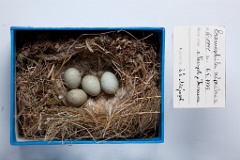 eggs_museum_Eremophila_alpestris201009271643
