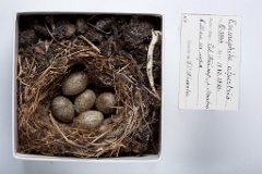 eggs_museum_Eremophila_alpestris201009271647