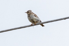 0_Lullula_arborea_2025_0518_1059