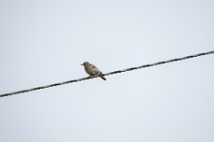 Lullula_arborea_2025_0518_1058-2