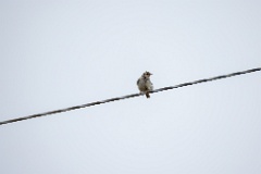 Lullula_arborea_2025_0518_1058