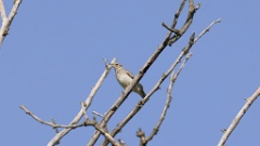 Lullula_arborea_2025_0524_KadrVideo