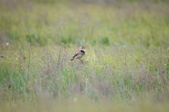 Melanocorypha_calandra_2024_0419_0901-3