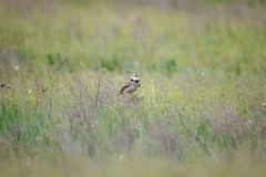 Melanocorypha_calandra_2024_0419_0901-4