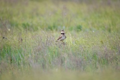 Melanocorypha_calandra_2024_0419_0901