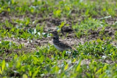 Melanocorypha_calandra_2024_0420_1037