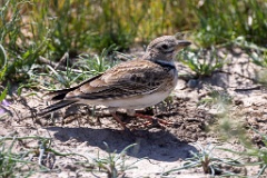 Melanocorypha_calandra_2024_0422_1252