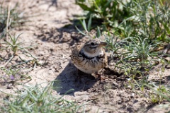 Melanocorypha_calandra_2024_0422_1256-2