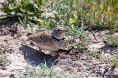 Melanocorypha_calandra_2024_0422_1256