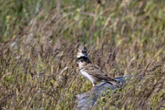 Melanocorypha_calandra_2024_0423_1520-3