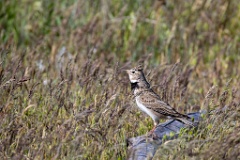 Melanocorypha_calandra_2024_0423_1520