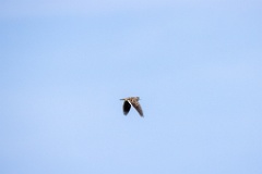 bird_fly_Melanocorypha_calandra_2024_0420_1405-3