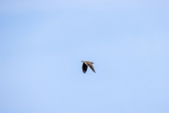 bird_fly_Melanocorypha_calandra_2024_0420_1405-4