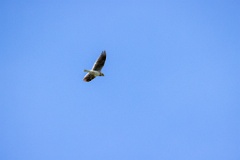 bird_fly_Melanocorypha_calandra_2024_0420_1408-3