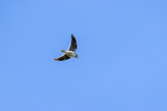 bird_fly_Melanocorypha_calandra_2024_0420_1408-4