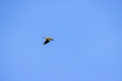 bird_fly_Melanocorypha_calandra_2024_0420_1408