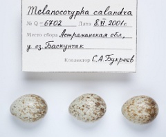eggs_apart_Melanocorypha_calandra201009271543