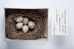 eggs_museum_Melanocorypha_calandra201009271541