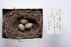 eggs_museum_Melanocorypha_mongolica201009271526
