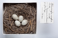 eggs_museum_Melanocorypha_mongolica201009271536
