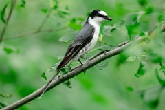 0_Pericrocotus_divaricatus_2024_0612_1019-5