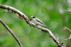 Pericrocotus_divaricatus_2024_0531_0559-5