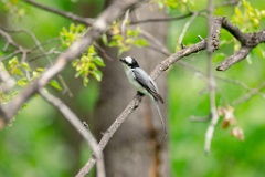 Pericrocotus_divaricatus_2024_0531_0559-6