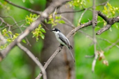 Pericrocotus_divaricatus_2024_0531_0559-7