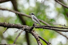 Pericrocotus_divaricatus_2024_0531_0559-8