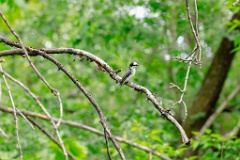 Pericrocotus_divaricatus_2024_0531_0559