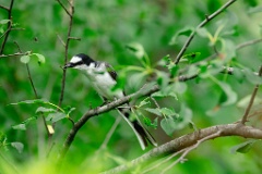 Pericrocotus_divaricatus_2024_0612_1018-10