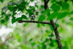 Pericrocotus_divaricatus_2024_0612_1018-7