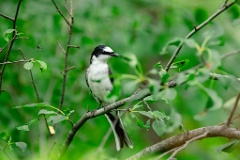 Pericrocotus_divaricatus_2024_0612_1018-9