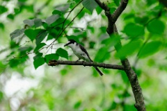 Pericrocotus_divaricatus_2024_0612_1018