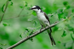 Pericrocotus_divaricatus_2024_0612_1019-7