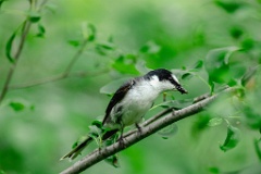 Pericrocotus_divaricatus_2024_0612_1019