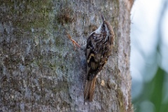 0_Certhia_brachydactyla_2024_0505_1629-3