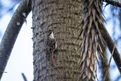 Certhia_brachydactyla_2024_0505_1627-3